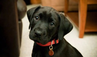 表示动物很热的句子 快来了解下吧