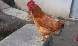 鸡跳蚤怎么除 鸡跳蚤如何去除