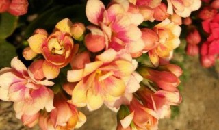 买回来的长寿花带花苞怎么养护 这样去养护才能长的好