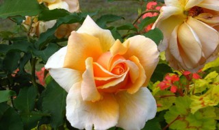 黄玫瑰怎么养殖 请掌握以下四点