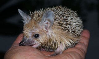 刺猬多少度会冻死 什么温度最适合刺猬生存