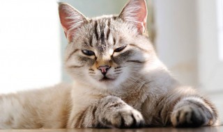 猫是肉食动物吗 怎么分