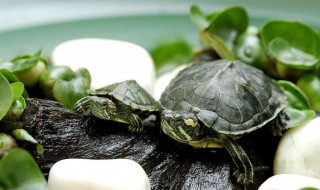 巴西龟晒龟灯使用多长时间 巴西龟晒龟灯要用多少时间