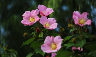 小木槿冬天落叶吗 小木槿耐寒吗