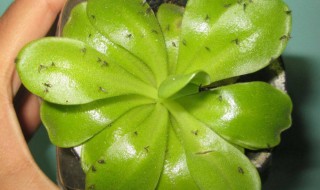 大蒜泡水喷花虫有效吗 大蒜水能杀虫吗