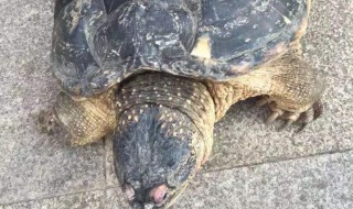佛州拟鳄龟饲养方法 你家中有养吗