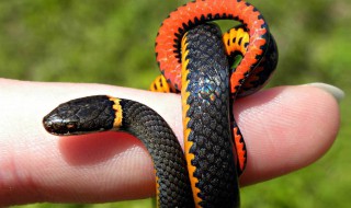 1977年是什么年 大家不妨了解一下