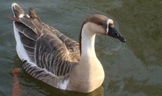 培养鹅长大的方法 让你变成养鹅达人