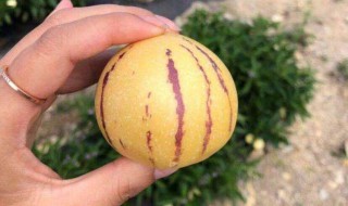 人参果圆的好吃还是椭圆的好吃 现在你会选了吗