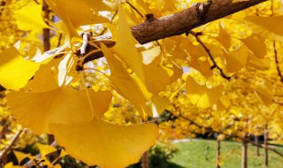 银杏叶怎么拍好看 怎么拍银杏叶