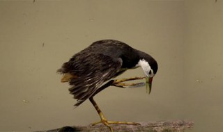 白面水鸡有什么功效吗 感兴趣就了解一下