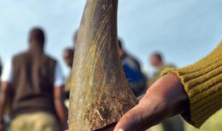 什么是犀牛角 犀牛角详解