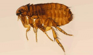 治木蚤方法 可以采用这些方法