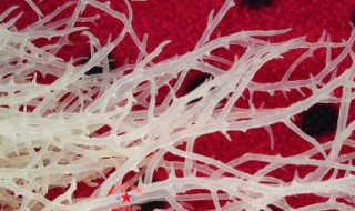 鹿角菜怎么保存 如何挑选鹿角菜