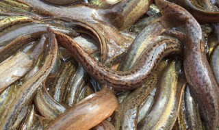 孕妇梦见很多泥鳅 周公解梦为你解吉凶