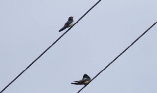 墙上怎样粘电线 电线粘在墙上的方法详解