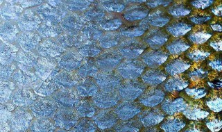 自制刮鱼鳞工具 刮鱼鳞工具自制方法