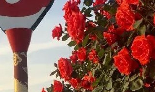 树状月季的优缺点 树状月季的品种优点和不足有哪些