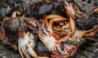 螃蟹扎破手怎么处理 被螃蟹扎破了手应该怎么处理