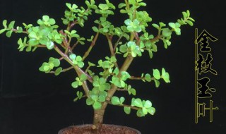 金枝玉叶玉树怎样修剪 一起来学习吧