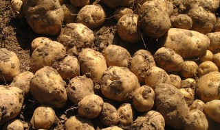 马铃薯生汁能喝吗 你知道吗