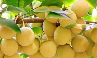 银杏是水果吗 银杏是水果