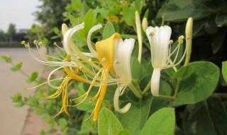 家里金银花怎么种植 这样做就行