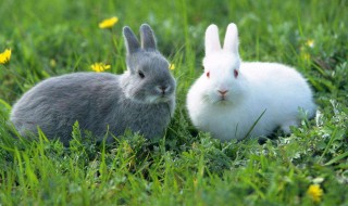 兔子流口水用什么药好 兔子流口水可能是兔兔口炎
