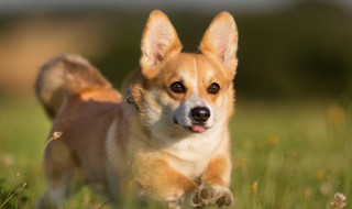 一岁柯基吃多少狗粮 一岁的柯基犬喂多少狗粮合适