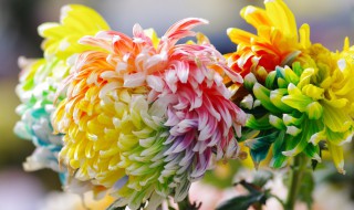 怎样控制菊花的高度 如何让菊花不长高