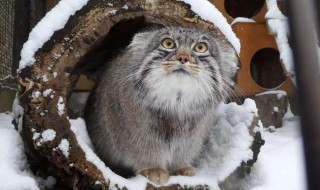 兔狲是什么动物 神兽兔狲是什么动物