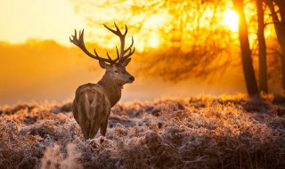 麋鹿寓意 历史记录如何