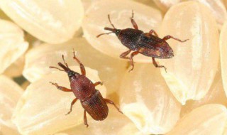 米虫能吃吗 长米虫的米还能吃吗