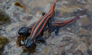 细痣疣螈分布区域 细痣疣螈的分布范围