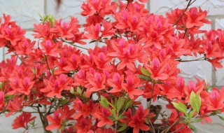映山红盆景怎么养护 日常管理小窍门