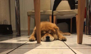 家里有癌症病人可以养狗吗 有什么影响呢