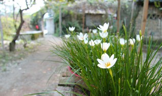 水仙土壤种植方法 你知道吗