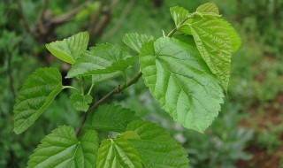 桑叶泡水的正确方法 神奇桑叶的妙用大全—桑叶泡水正确方法