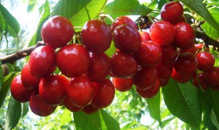 樱桃丰产栽培技术 大樱桃种植技术