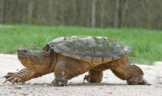 中美拟鳄龟饲养方法 喜欢的就收藏起来吧