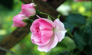 过冬月季花怎样修剪 过冬月季花修剪方法