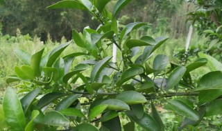 柑橘幼树如何管理 柑橘幼树怎么管理