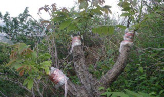 核桃树嫁接方法图解 原来是采用这种嫁接方法