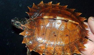 刺山龟饲养方法 需要注意的地方有很多