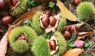 北方栗子树种植方法 需要注意哪些方面