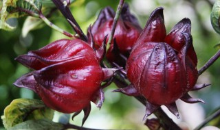 红桃k泡酒有什么功效 有多种保健功效