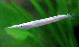 韭菜面条鱼做法图解 这道菜你吃过吗