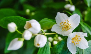 茉莉11月可以修剪吗 茉莉冬季该如何修剪
