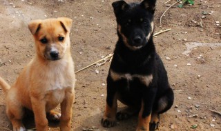 狗肉的功效与作用禁忌 御寒能力强