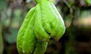 佛手瓜不能和什么一起吃 食物相克大全